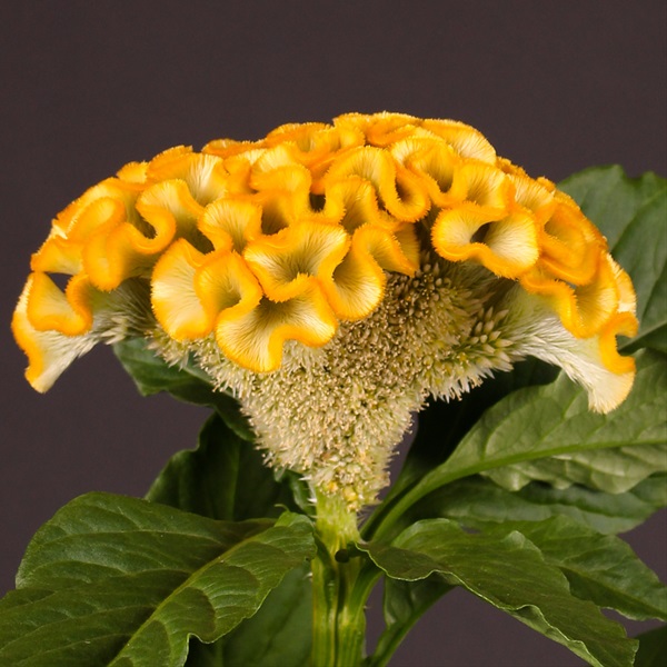 Celosia Yellow Act Inca - Celosia - Flowers and Fillers - Flowers by